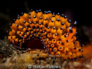 Freaky Friday. Nudibranch - Janolus sp. Bali, Indonisia by Stefan Follows 